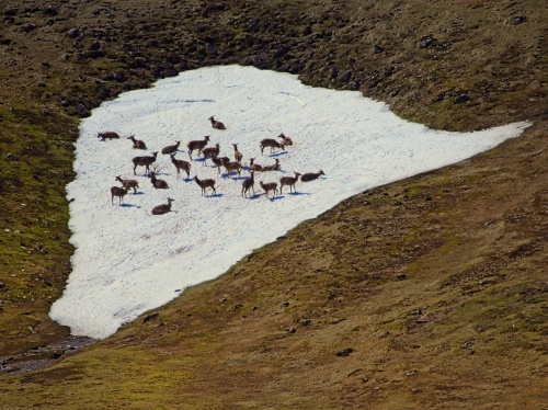 Red Deer keeping cool in a heatwave - Scotland Red Deer keeping cool in a heatwave - Scotland